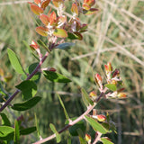 Sunset Manzanita - Arctostaphylos 'Sunset'