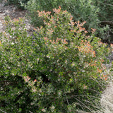 Sunset Manzanita - Arctostaphylos 'Sunset'
