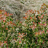 Sunset Manzanita - Arctostaphylos 'Sunset'