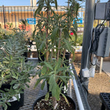 Thor Sage - Salvia 'Thor'