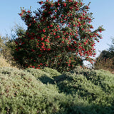 Toyon - Heteromeles arbutifolia