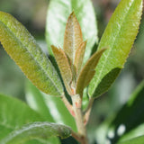 Toyon - Heteromeles arbutifolia