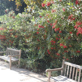 Toyon - Heteromeles arbutifolia