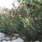 Toyon - Heteromeles arbutifolia
