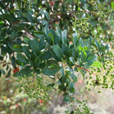 Toyon - Heteromeles arbutifolia