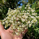 Toyon - Heteromeles arbutifolia