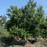 Toyon - Heteromeles arbutifolia