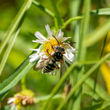 Santa Barbara Daisy / Mexican Daisy - Erigeron karvinskianus