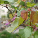 Western Redbud - Cercis occidentalis