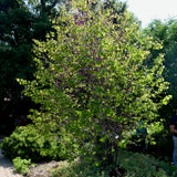 Western Redbud - Cercis occidentalis
