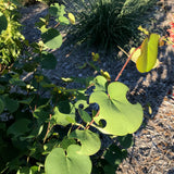 Western Redbud - Cercis occidentalis
