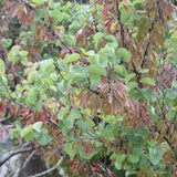 Western Redbud - Cercis occidentalis