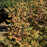 Western Redbud - Cercis occidentalis