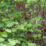 Western Redbud - Cercis occidentalis