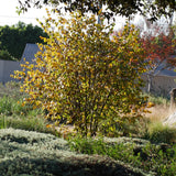Western Redbud - Cercis occidentalis
