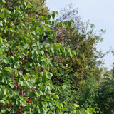 Western Redbud - Cercis occidentalis