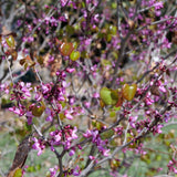 Western Redbud - Cercis occidentalis