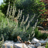 White Sage - Salvia apiana