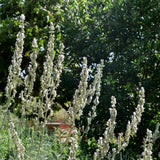 White Sage - Salvia apiana