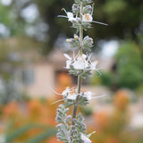 White Sage - Salvia apiana