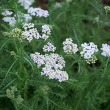 Yarrow / Common Yarrow - Achillea millefolium