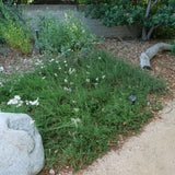 Yarrow / Common Yarrow - Achillea millefolium