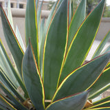 Blue Glow Agave - Agave ‘Blue Glow’