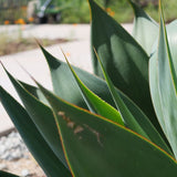Blue Glow Agave - Agave ‘Blue Glow’