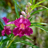 Desert Willow- Chilopsis linearis