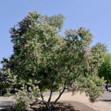 Desert Willow- Chilopsis linearis