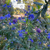 Concha Ceanothus - Ceanothus 'Concha'