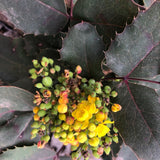 Creeping Oregon Grape / Creeping Barberry - Berberis aquifolium var. repens