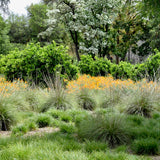 Deergrass - Muhlenbergia rigens