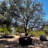 Engelmann Oak - Quercus engelmannii
