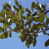 Engelmann Oak - Quercus engelmannii