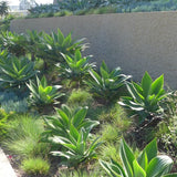Fox Tail Agave - Agave attenuata