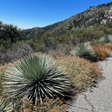 Chaparral Yucca - Hesperoyucca whipplei