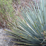 Chaparral Yucca - Hesperoyucca whipplei