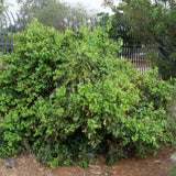 Hollyleaf Cherry - Prunus ilicifolia ssp. ilicifolia
