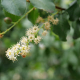 Hollyleaf Cherry - Prunus ilicifolia ssp. ilicifolia