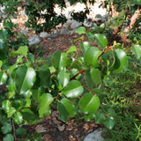 Hollyleaf Cherry - Prunus ilicifolia ssp. ilicifolia