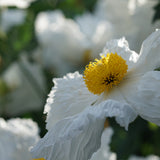 Coulter's Matilija Poppy - Romneya coulteri