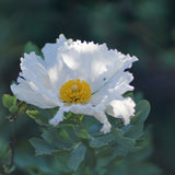 Coulter's Matilija Poppy - Romneya coulteri
