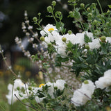 Coulter's Matilija Poppy - Romneya coulteri