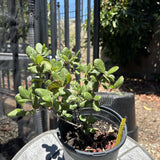 Catalina Island Mountain Mahogany - Cercocarpus traskiae