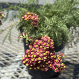 Paprika Yarrow - Achillea millefolium 'Paprika'