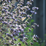 Pozo Blue Sage - Salvia 'Pozo Blue'