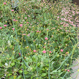 Red Buckwheat - Eriogonum grande var. rubescens