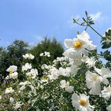Coulter's Matilija Poppy - Romneya coulteri