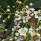 Toyon - Heteromeles arbutifolia